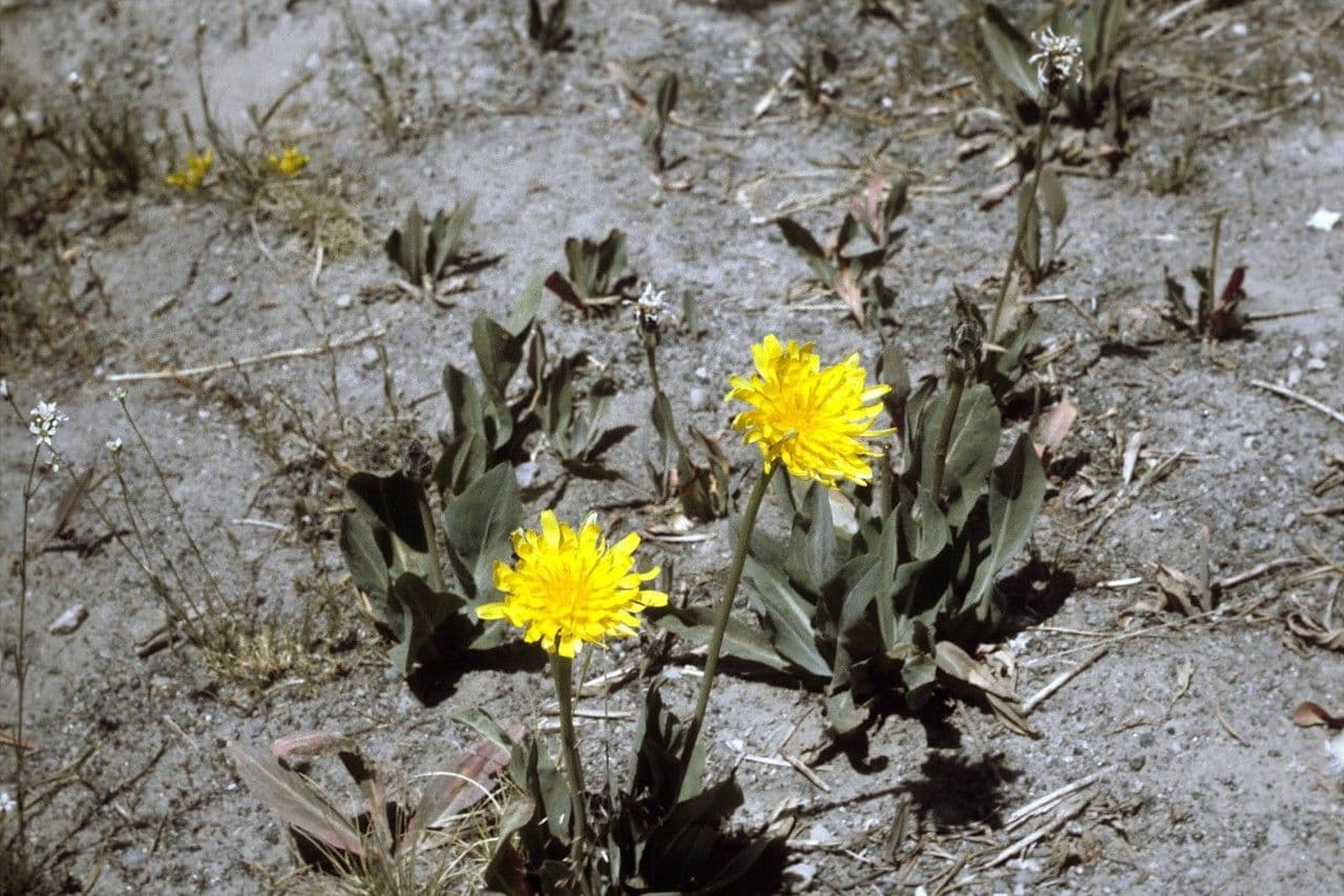 Agoseris glauca 8