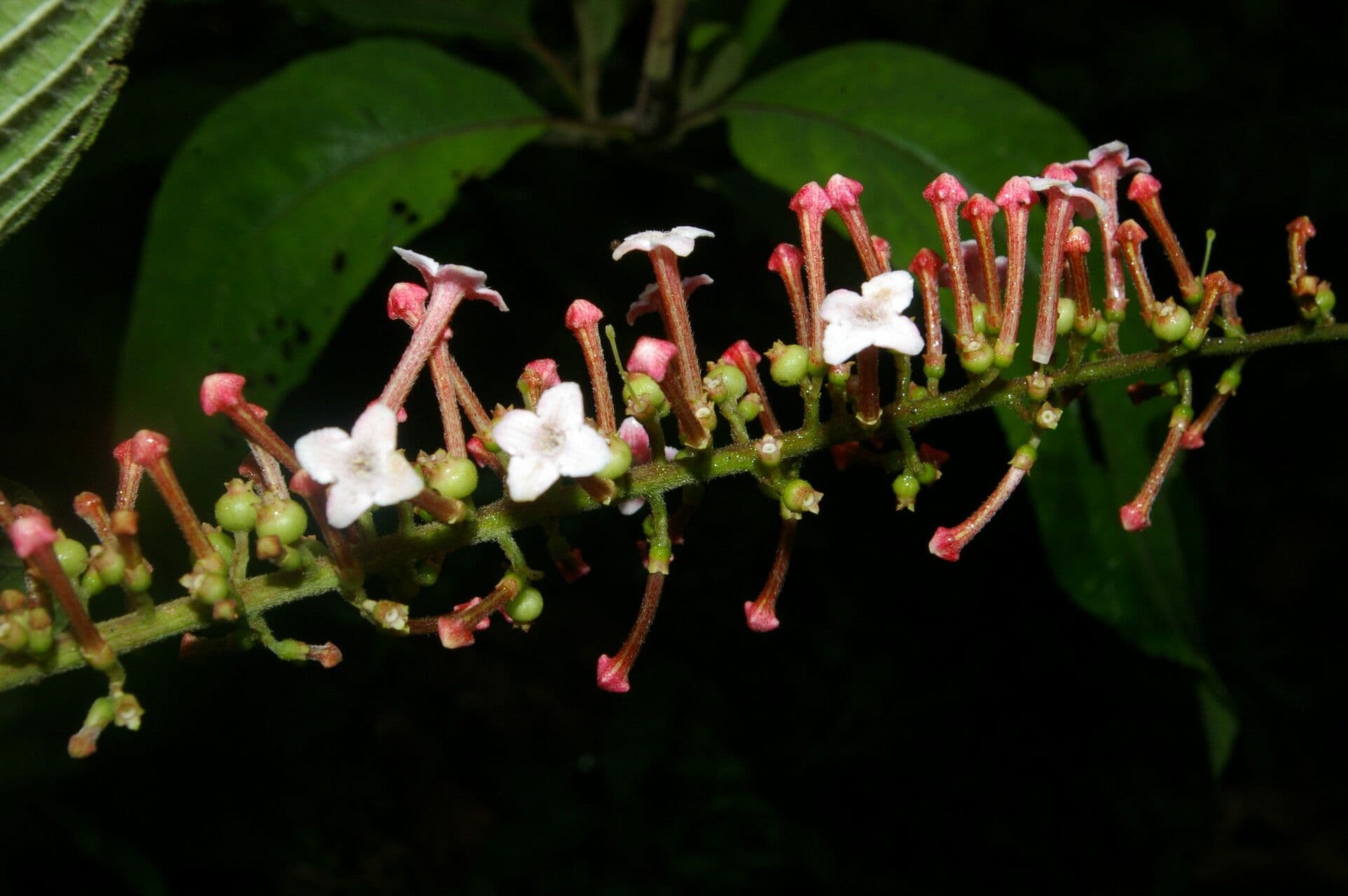 Gonzalagunia 6