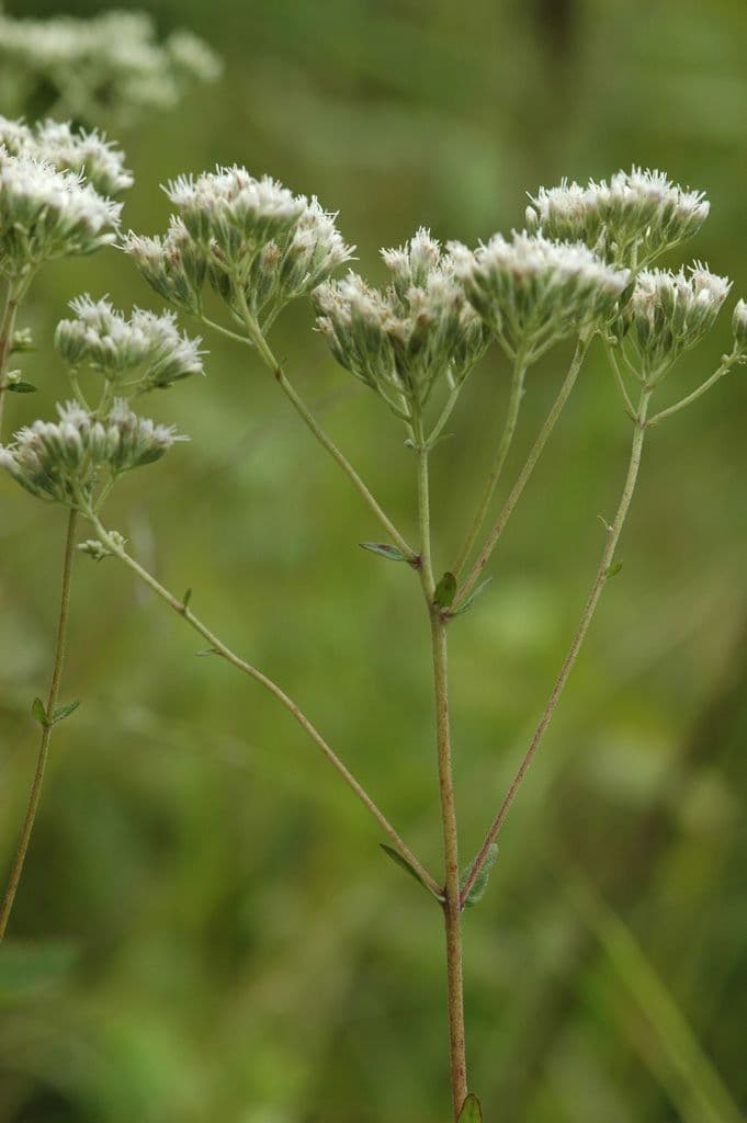 Eupatorio peloso 5