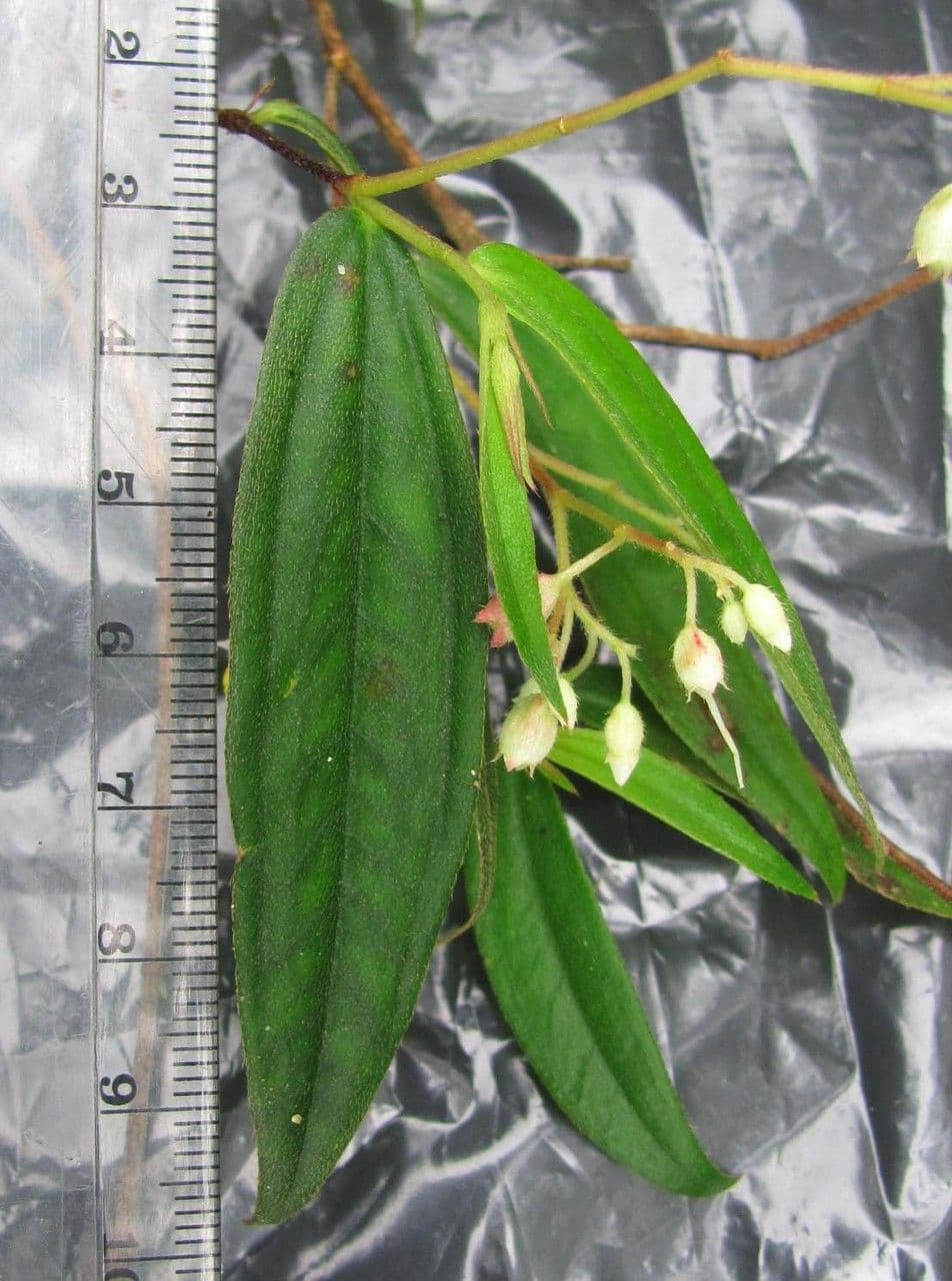 Centradenia 7
