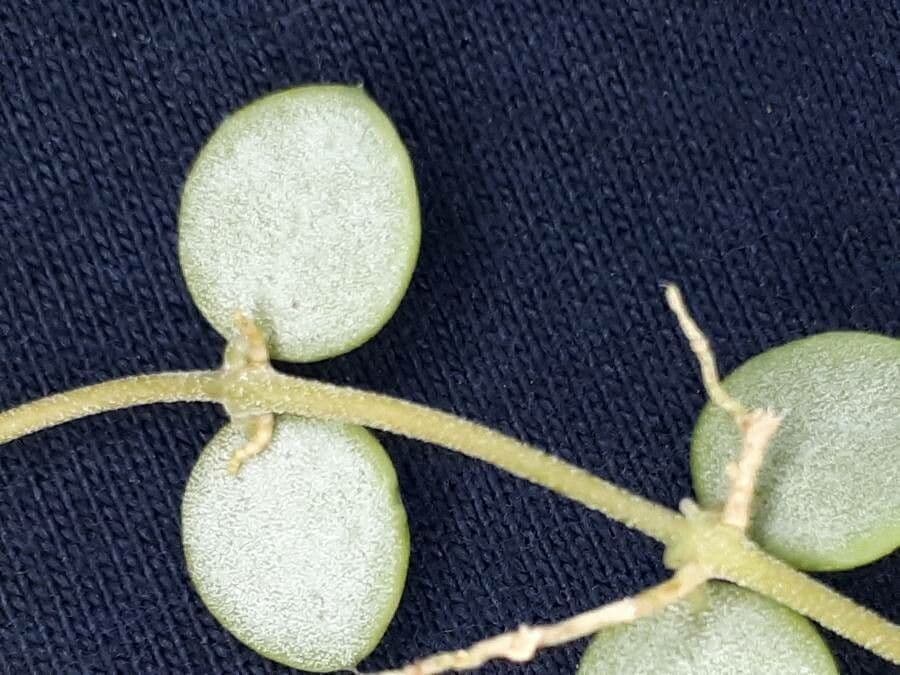 Dischidia 11