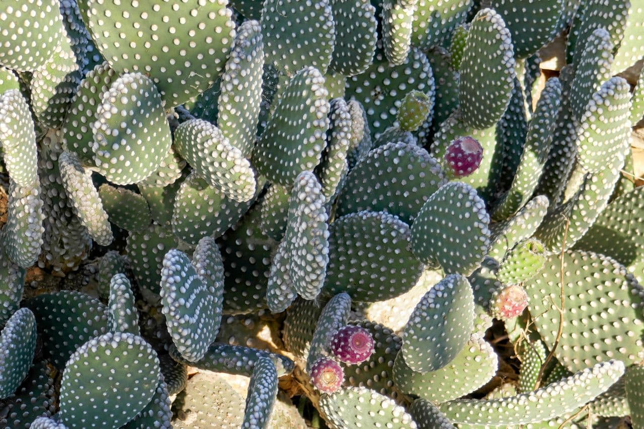 Nopal 2