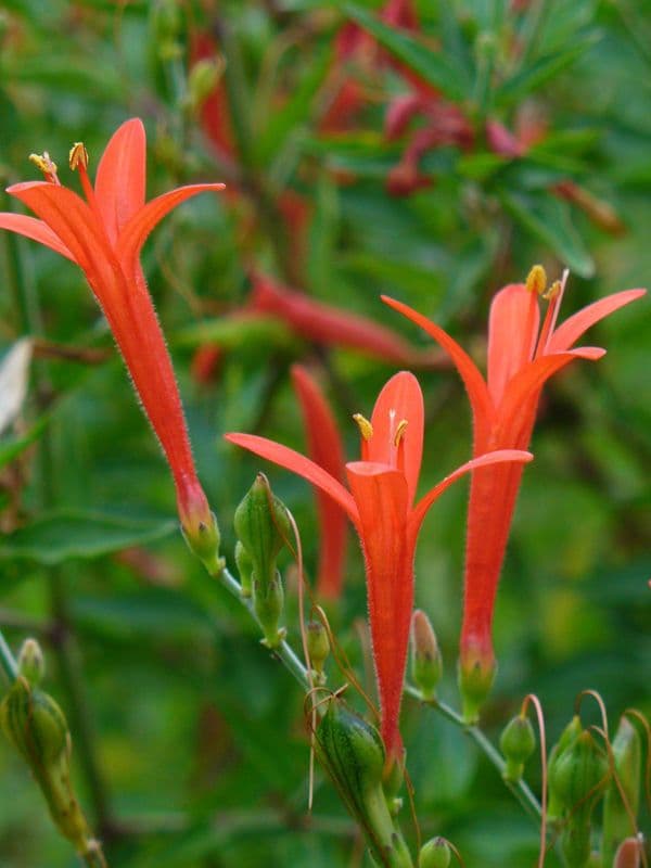 Anisacanthus 3