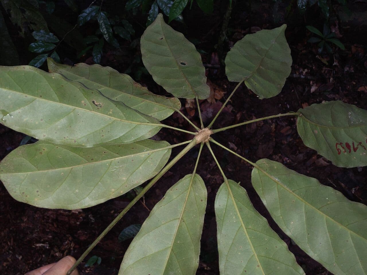 Schefflera 3