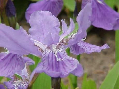 Iris dei tetti 5