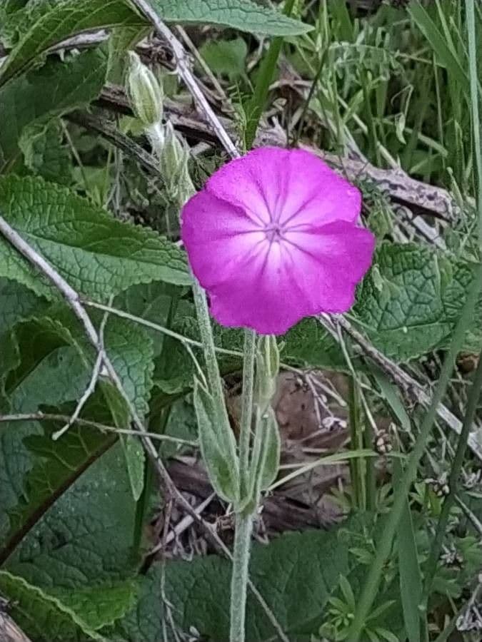 Silene 2