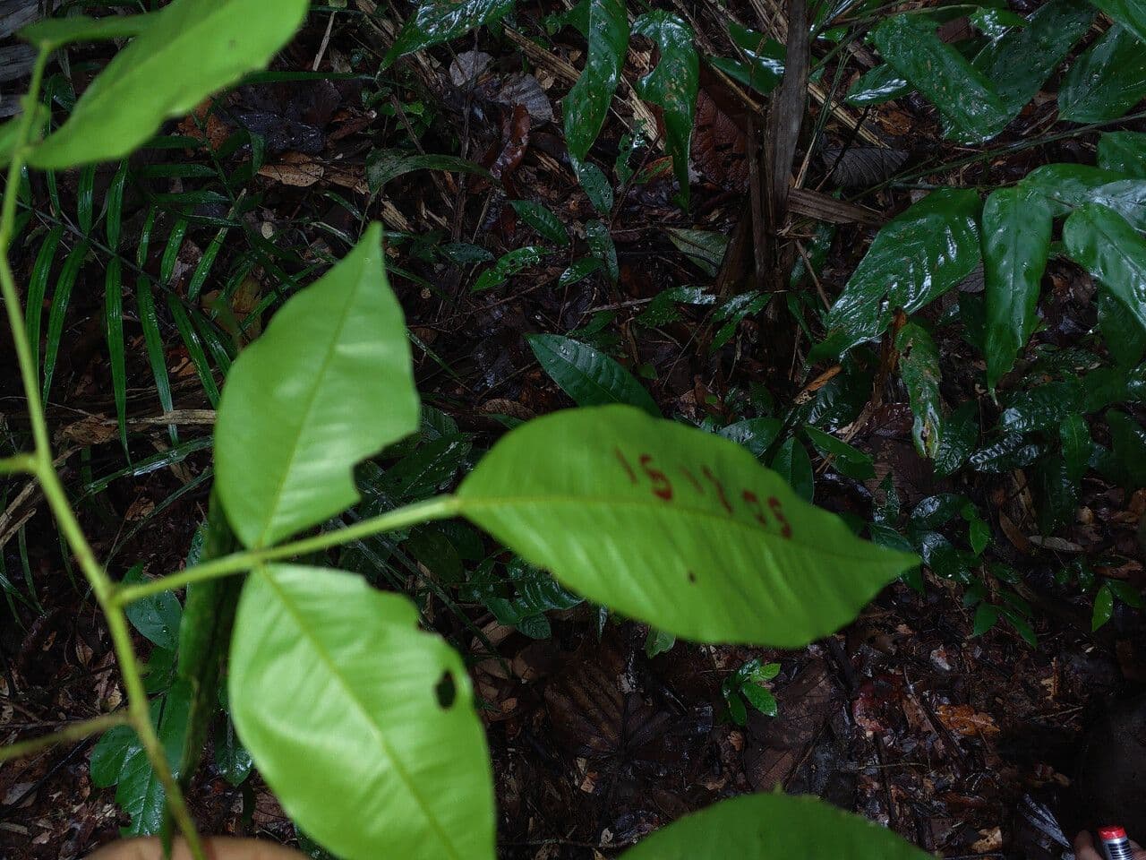 Swartzia 4
