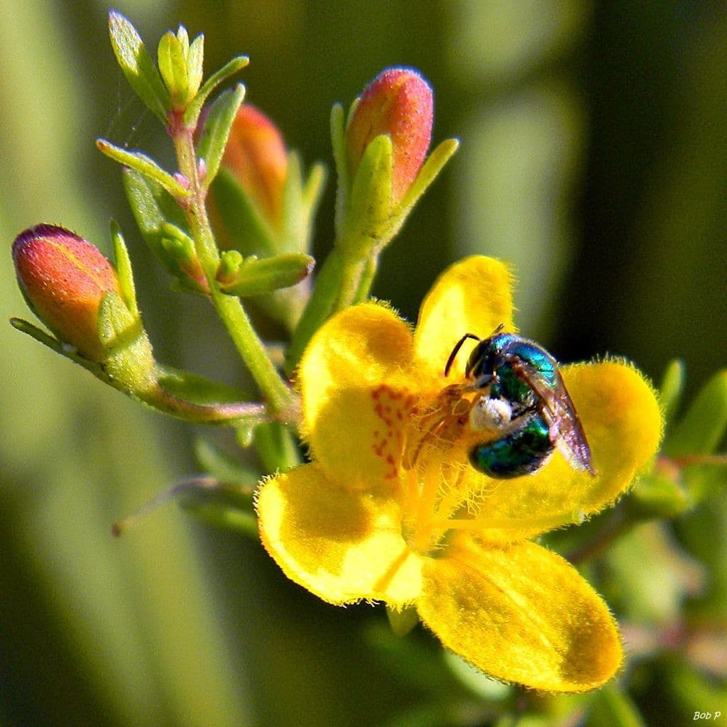 Seymeria pectinata 2