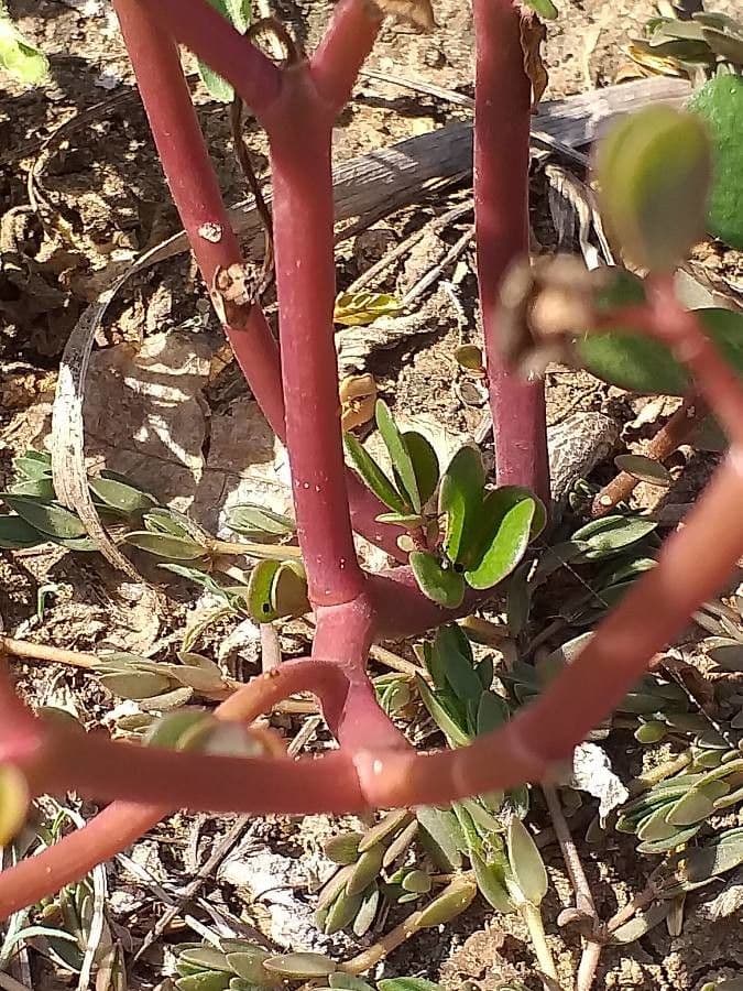 Trianthema portulacastrum 16