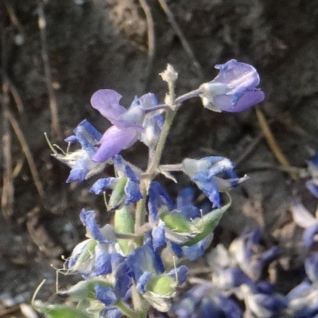 Breitblättrige Lupine 2