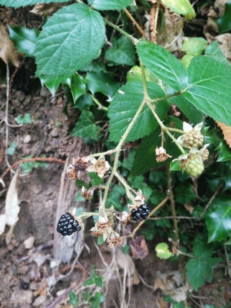 Schleichers Brombeere 3