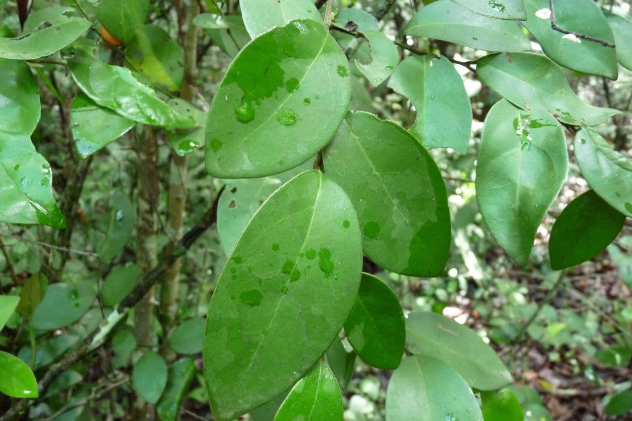 Ebano tricolore 2