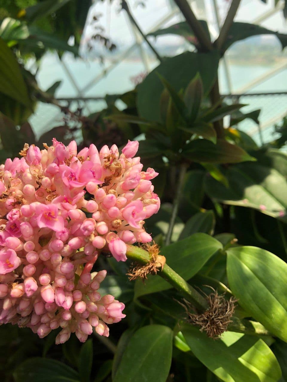 Medinilla 4