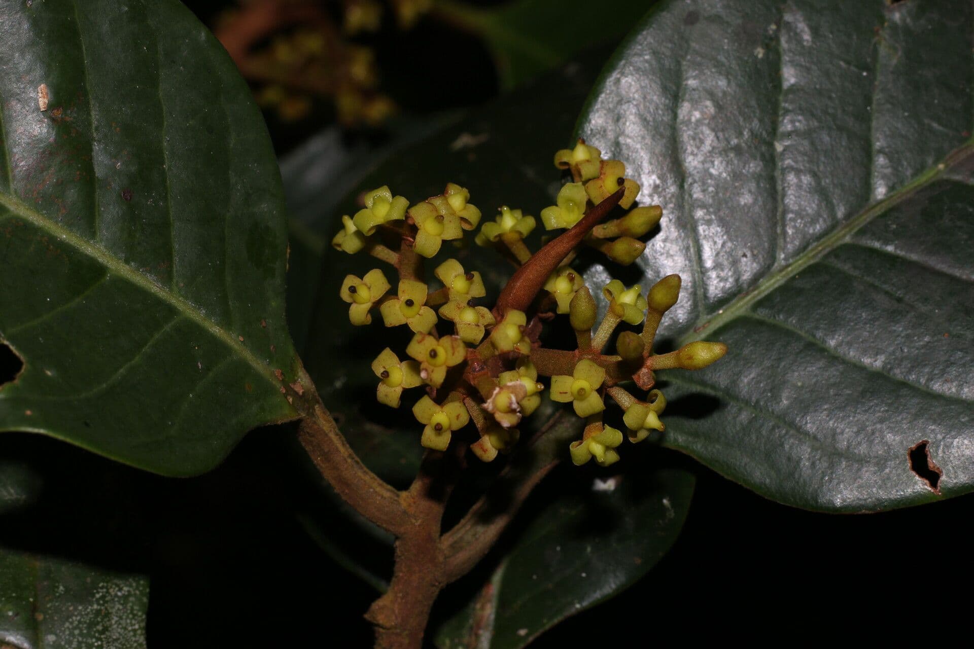 Otoba novogranatensis 6