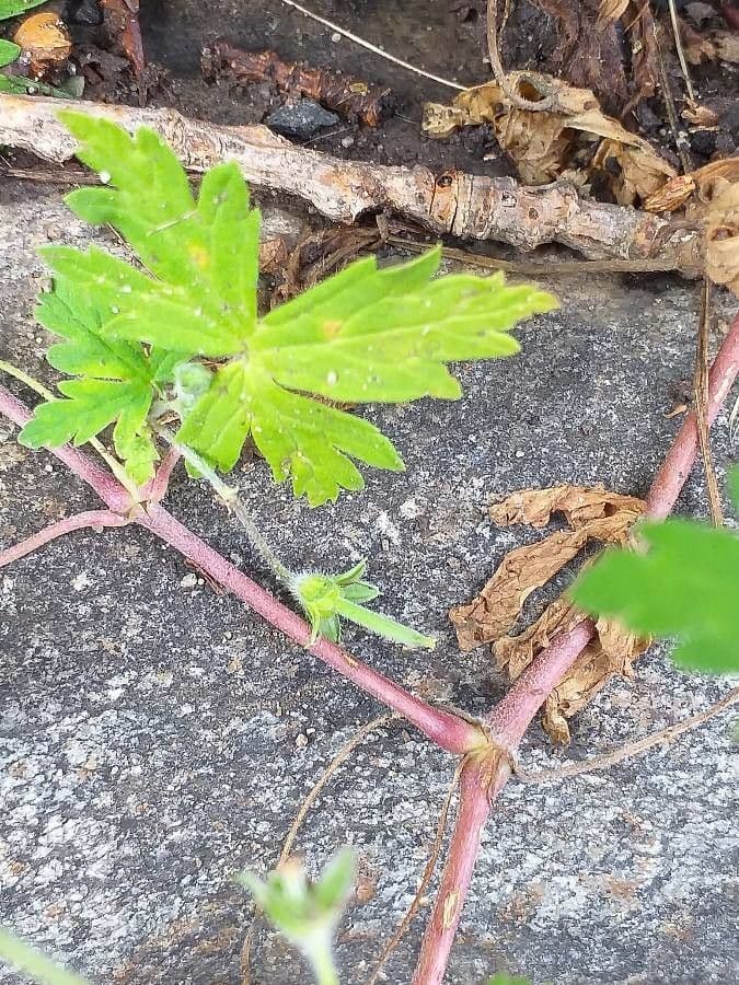 Geranium sibiricum 21