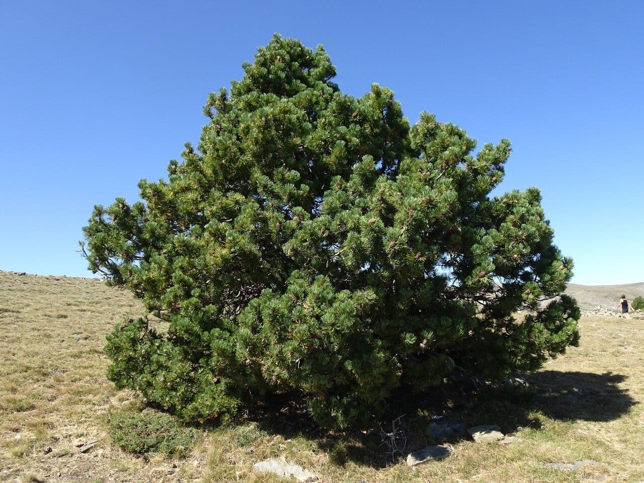 Bergkiefer 14