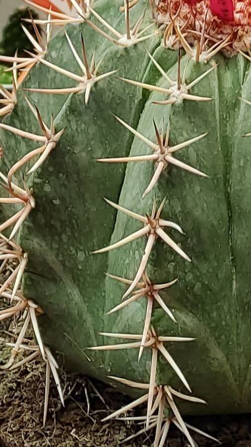 Melocactus nain 25