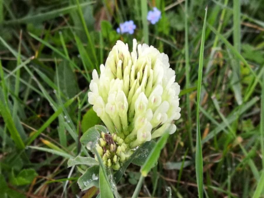 Sulphur clover 6