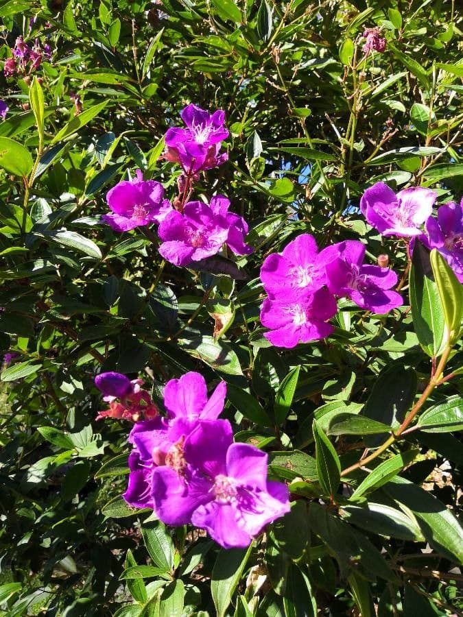 Glory bush 15