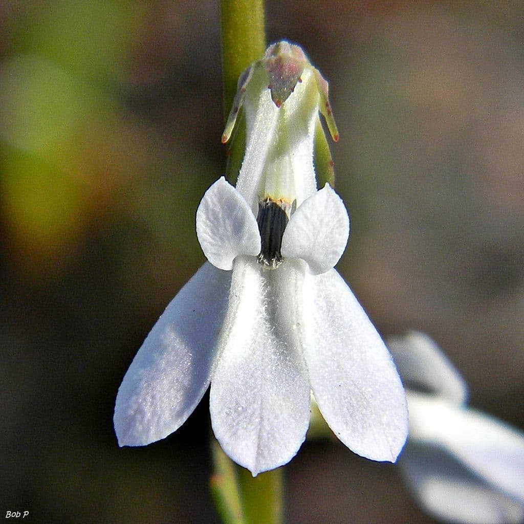 Lobelia delle paludi