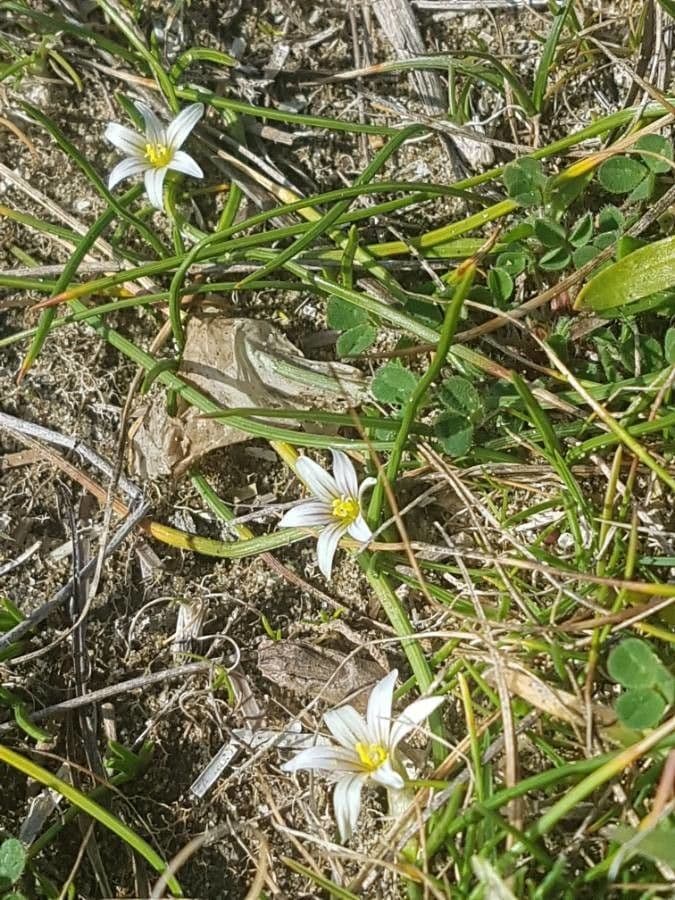 Romulea 10