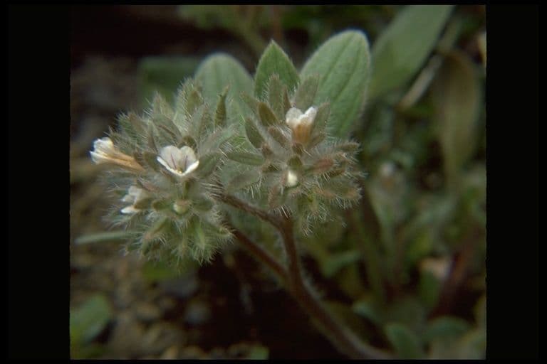 Phacelia