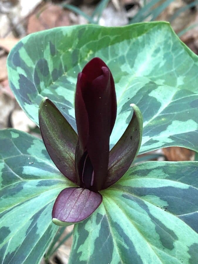 Trillium maculé
