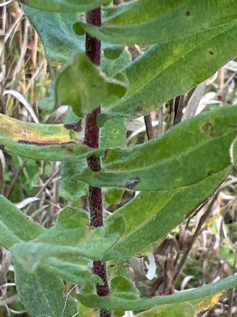 Raublatt-Aster 20