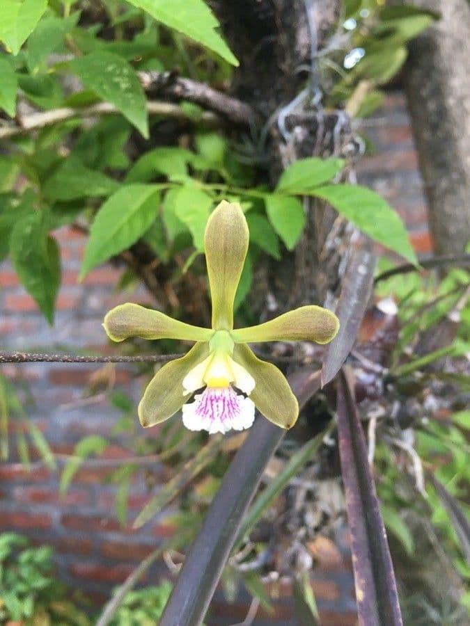 Encyclia 5
