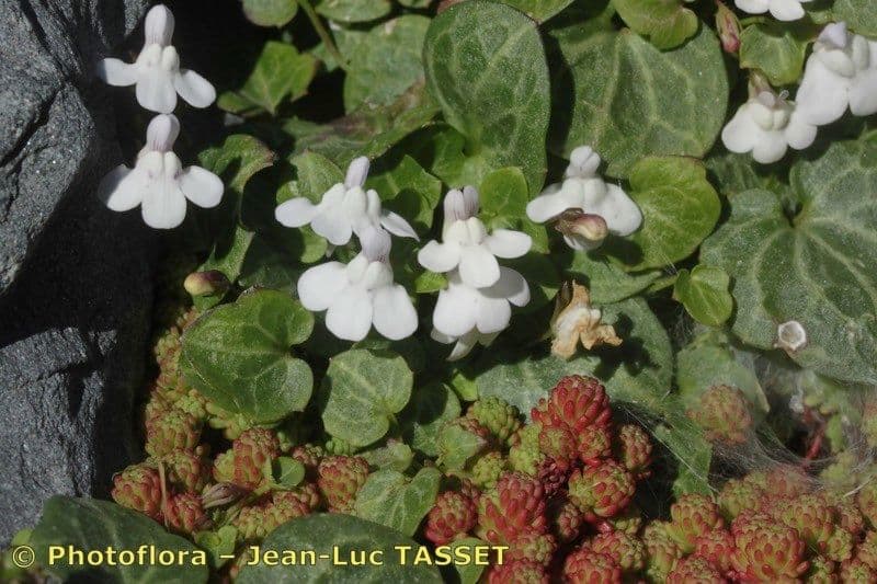 Cymbalaria 6