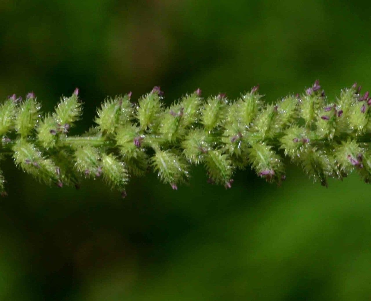Tragus berteronianus 3