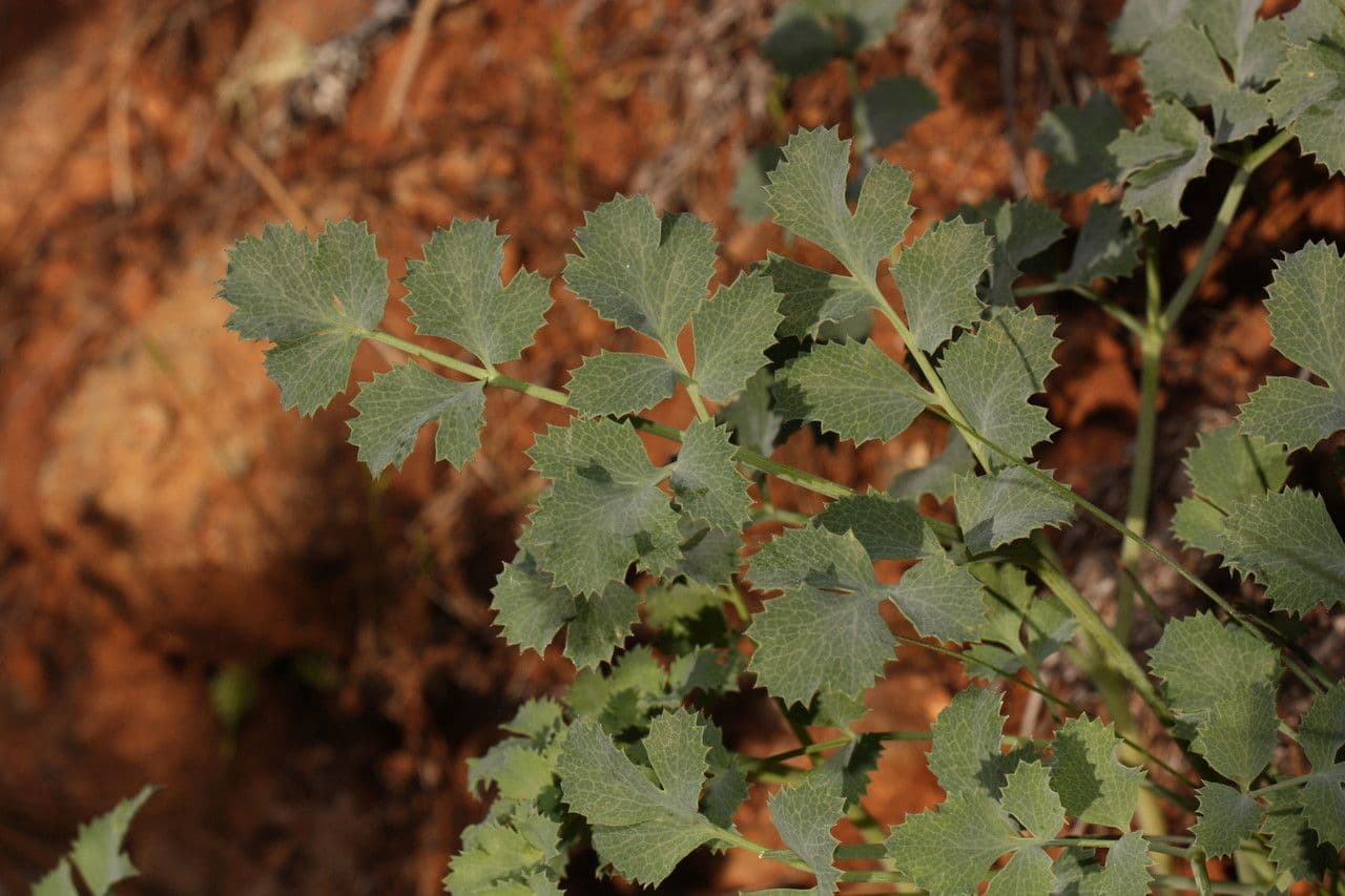 Lomatium 8