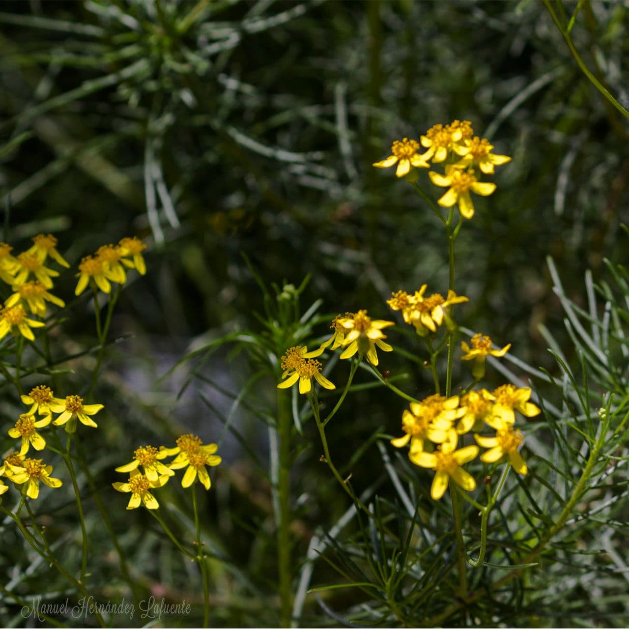 Senecio a foglie lineari 9
