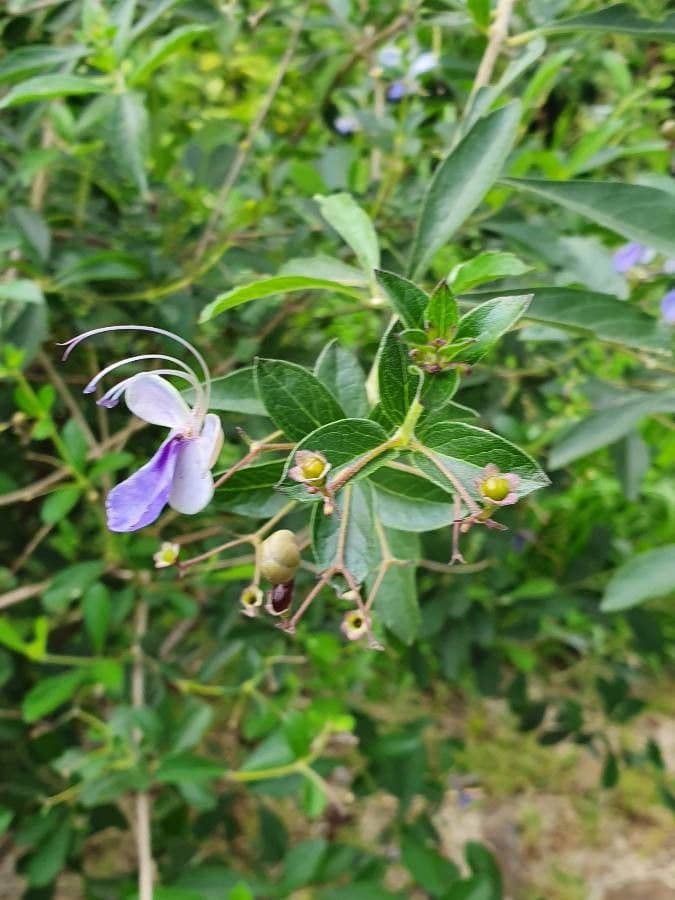 Lantana 24