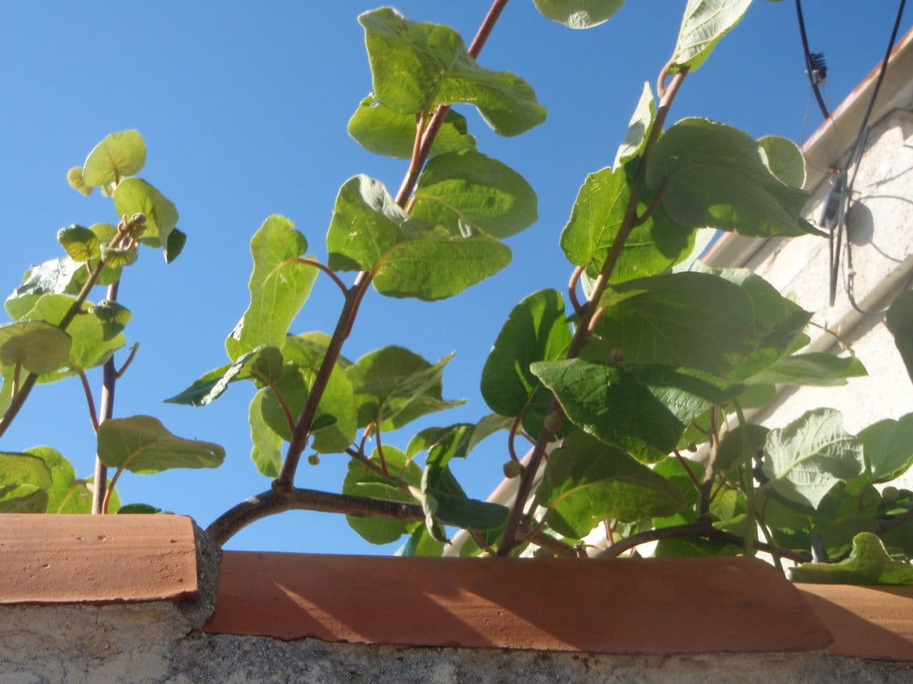 Kiwi dorato 26