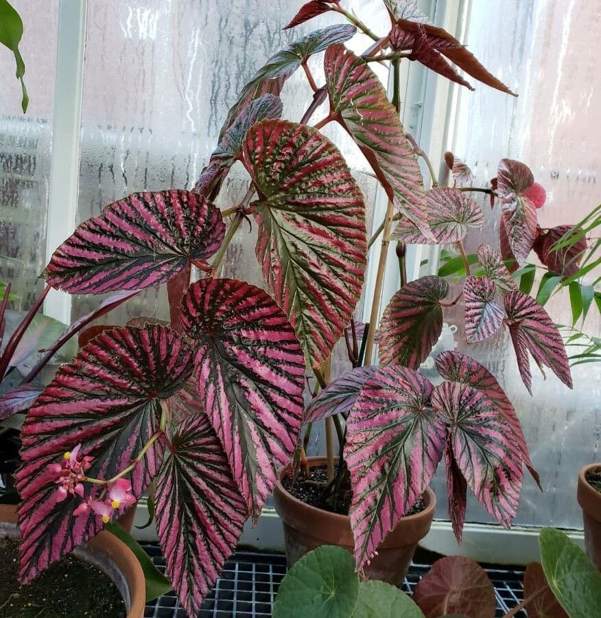 Begonia brevirimosa 11