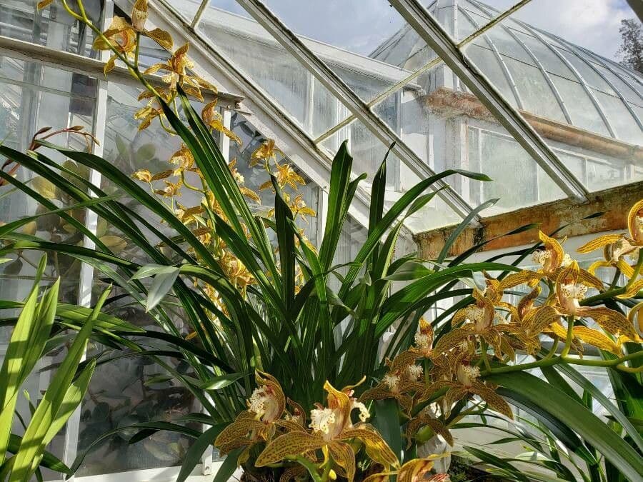 Cymbidium 7