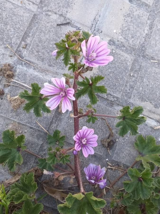 Malva selvatica 7