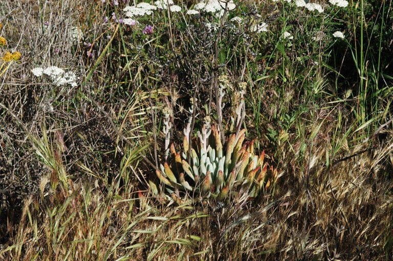 Dudleya verde 6
