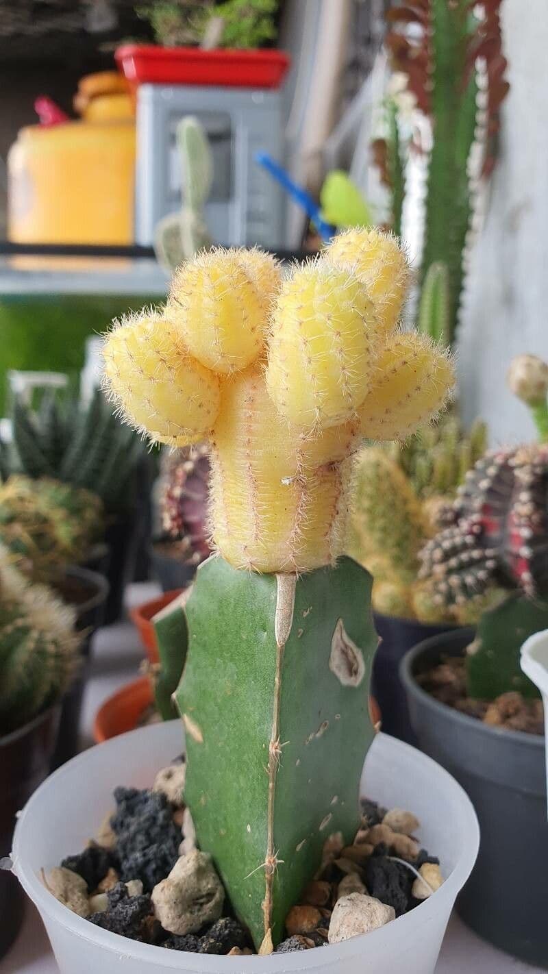 Cactus lunare 13