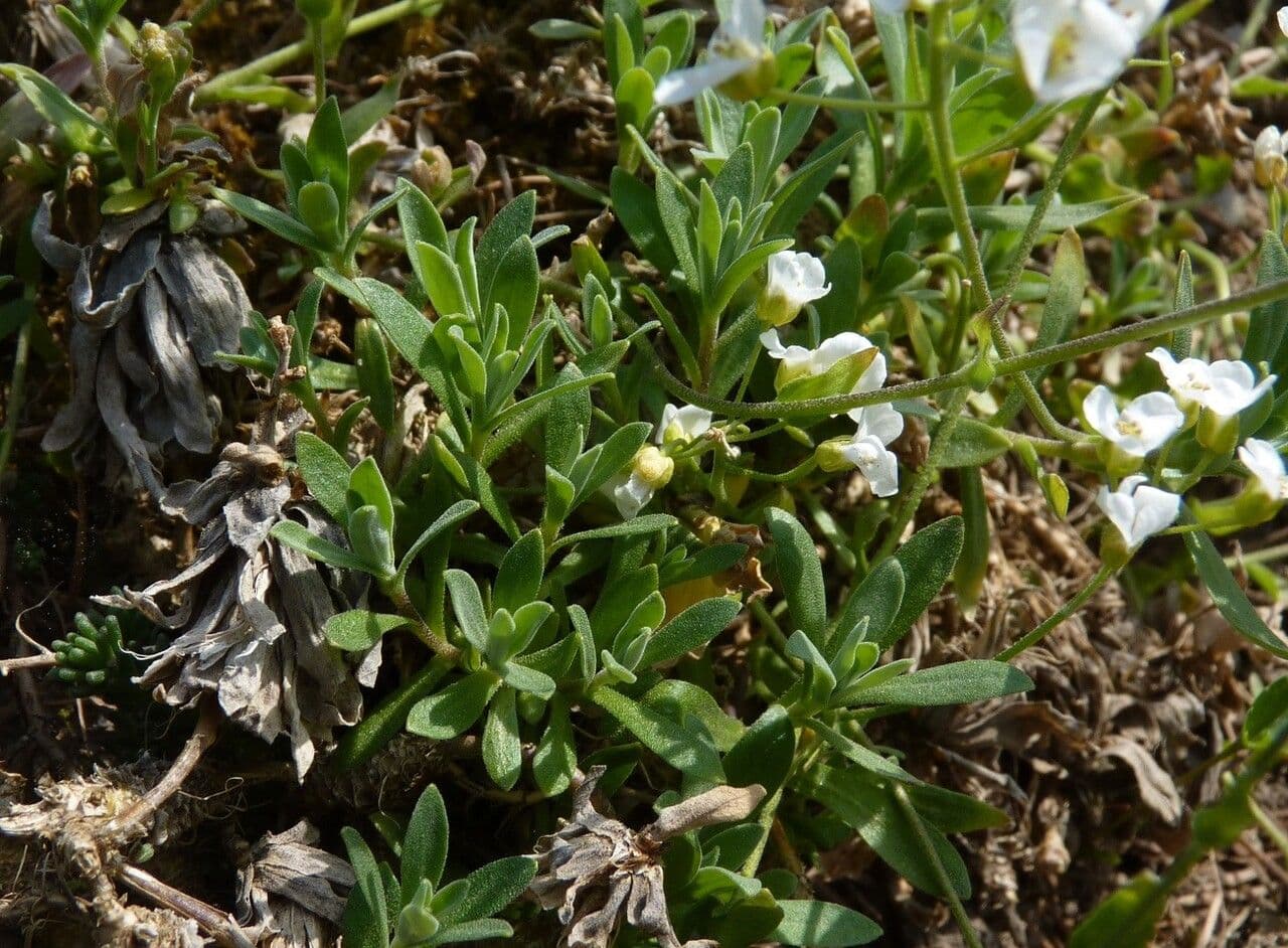 Draba 5