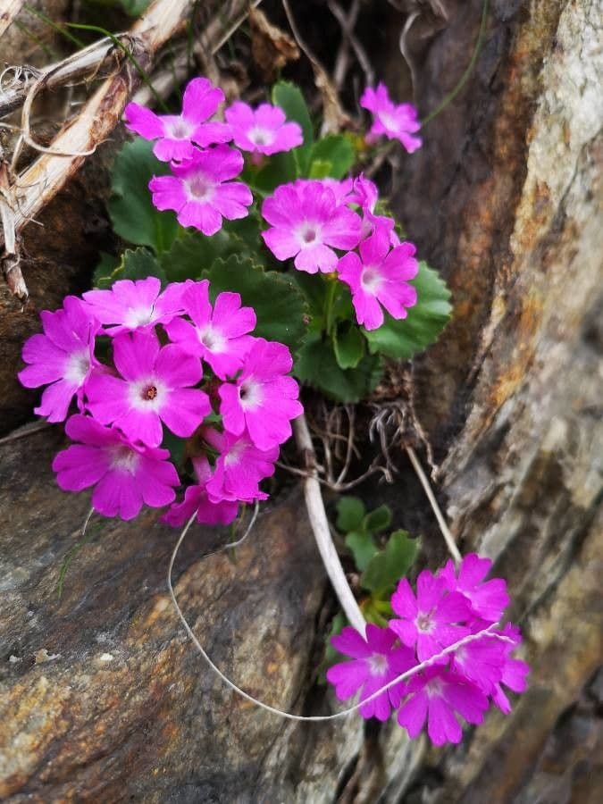 Primula hirsuta 21