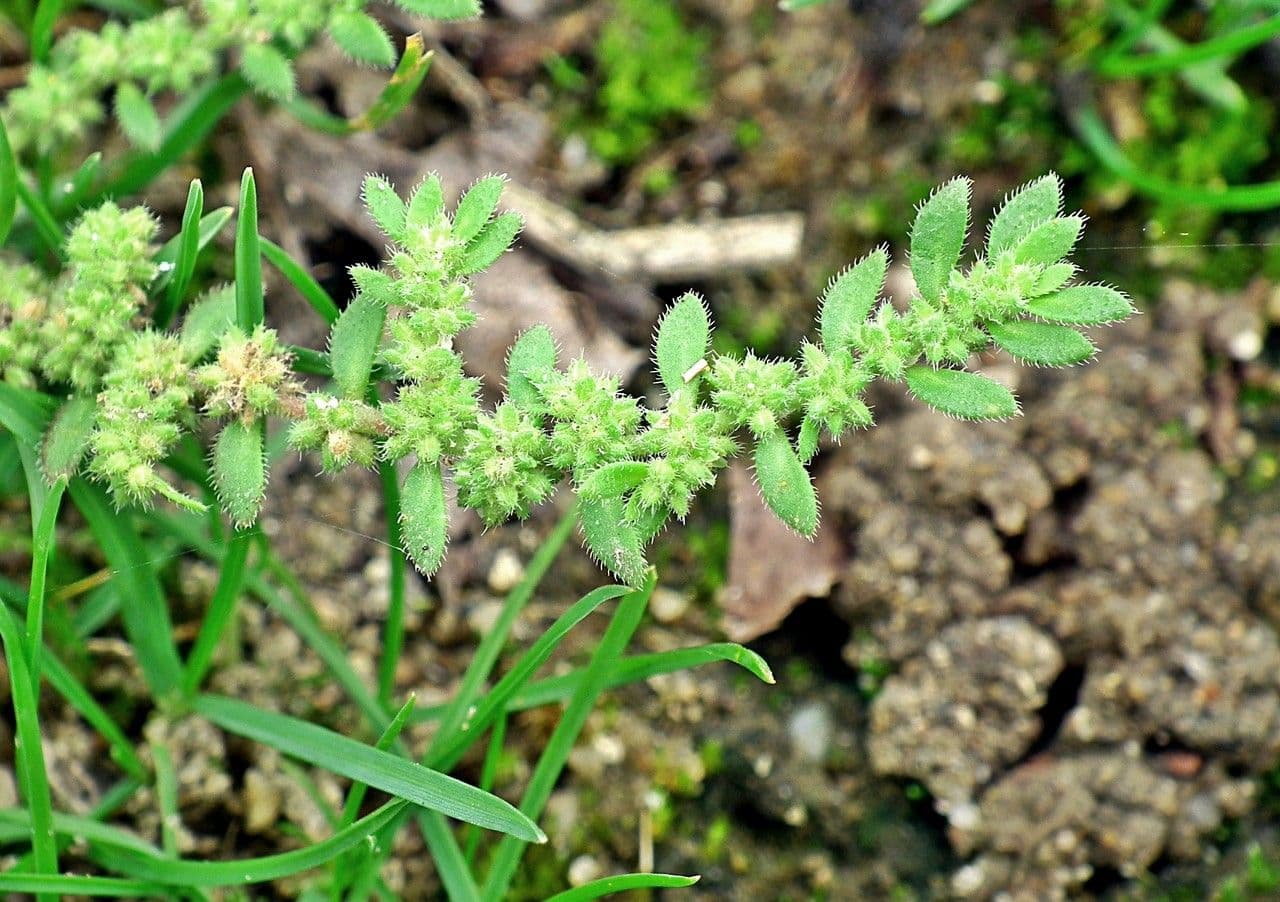 Herniaria hirsuta 24