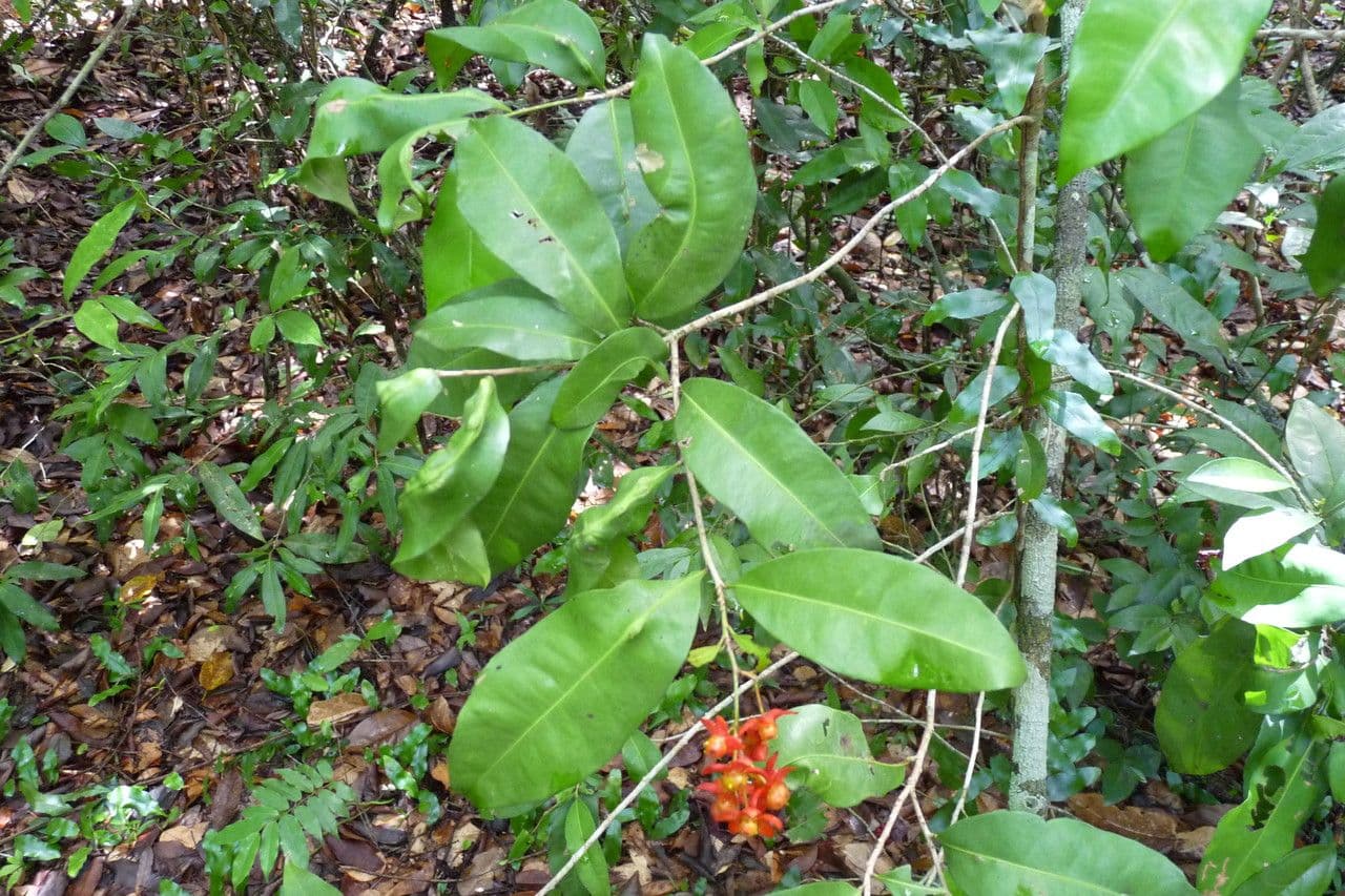 Ochna 11