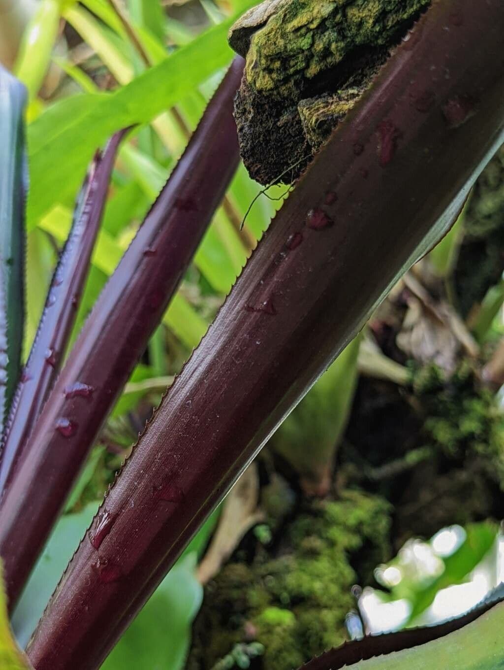 Nidularium purpureo 4