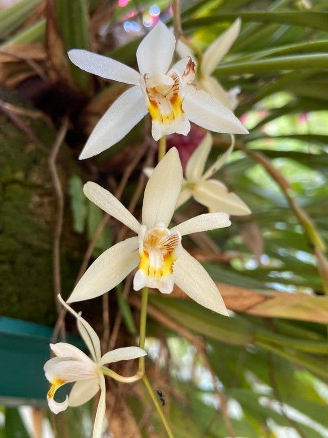 Coelogyne viscosa 3