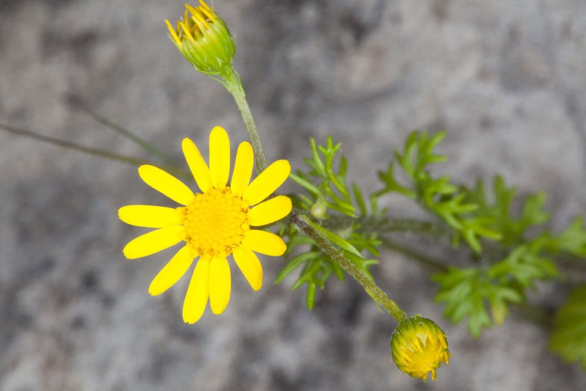 Jacobaea 5