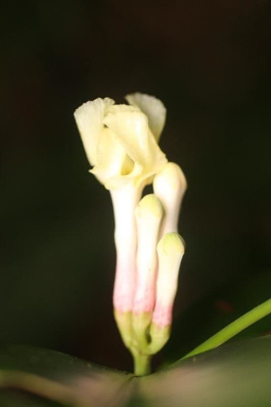 Tabernaemontana 2
