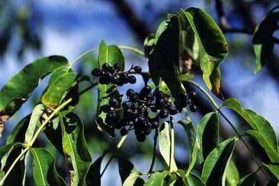 Phellodendron amurense