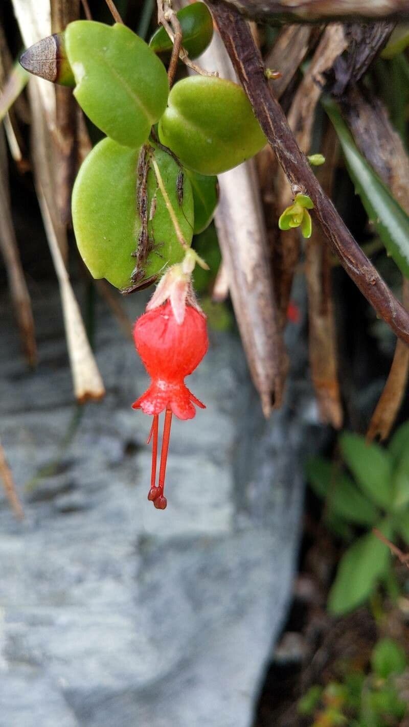 Sarmienta